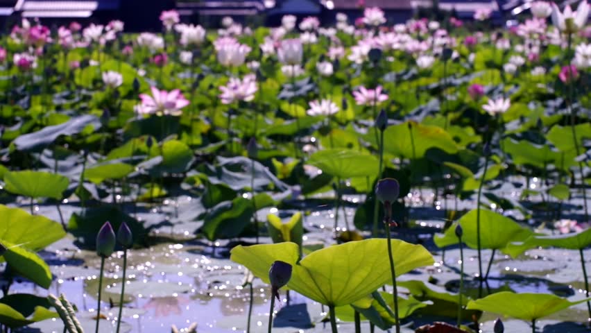 Many lotus flowers are in bloom in the lotus pond.
Scientific name is Nelumbo nucifera.
This is a lotus pond at the Fujiwarakyo ruins in Nara,Japan. Royalty-Free Stock Footage #1106639547