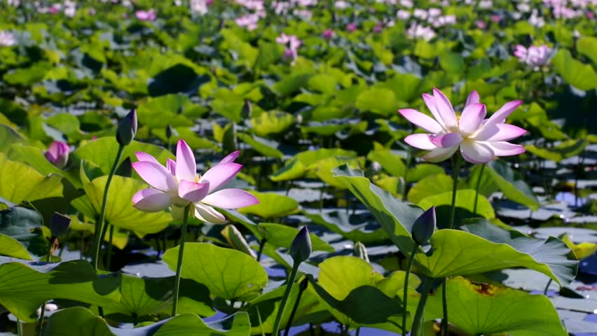 Many lotus flowers are in bloom in the lotus pond.
Scientific name is Nelumbo nucifera.
This is a lotus pond at the Fujiwarakyo ruins in Nara,Japan. Royalty-Free Stock Footage #1106639549