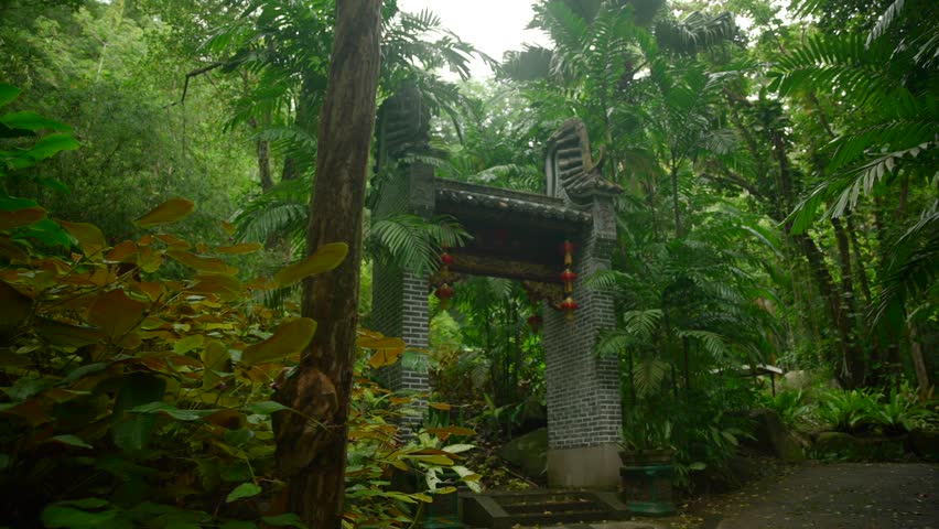Video of incredible plants from a botanical garden in Victoria on Mahe island in Seychelles. Footage filmed with a camera on a gimbal moving cinematic forward. Filmed on a beautiful contrasty day.