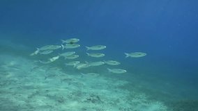 Slow motion, School of Striped Mullet (Mugil cephalus) swims in blue water on sunny day in sunrays