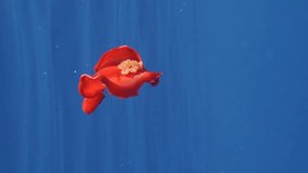 Vertical video, Red Sea Slug swims in blue sea reflected in water surface on sunrays. Spanish Dancer Nudibranch (Hexabranchus sanguineus) swimming under surface of water reflecting in it, Slow motion