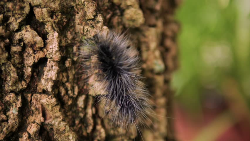 Black Eupterote Testacea Walker Caterpillar on a Tree High Quality 4K Macro Thailand Wildlife Footage.
