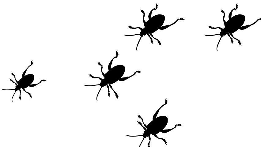 Walking beetles, animation on the white background (seamless loop) Royalty-Free Stock Footage #1106646817