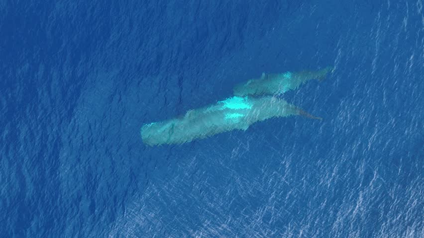 Sperm Whale Swimming Under Blue Sea With Its Young. Physeter Macrocephalus. aerial