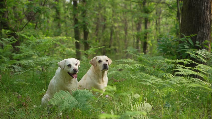 two dogs in the green forest. Happy labrador retriever in nature. Pet on a walk Royalty-Free Stock Footage #1106648711