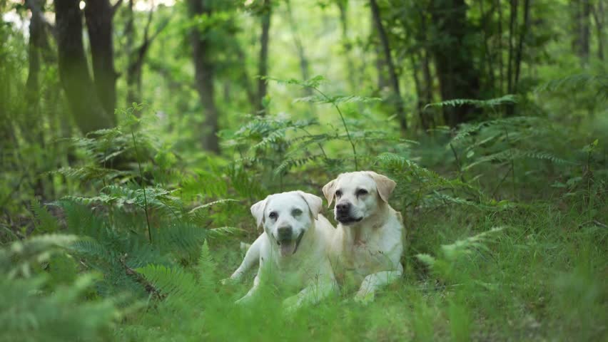two dogs in the green forest. Happy labrador retriever in nature. Pet on a walk Royalty-Free Stock Footage #1106648713