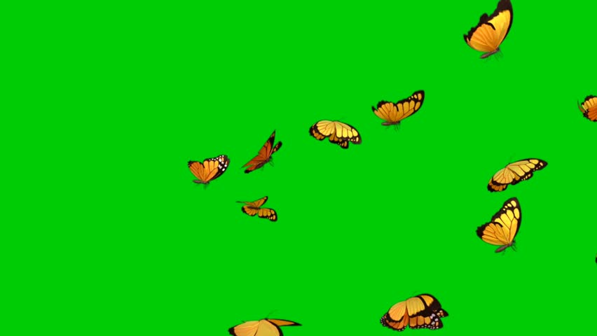 Colorful Butterfly Flying On Green Screen Background 4k Animation Stock Footage. 