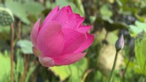 A close-up video of lotus flowers blooming in a lotus pond.