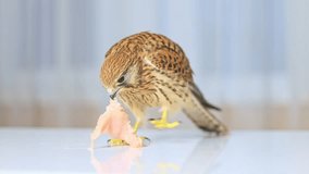Kestrel falcon eats a piece of chicken meat. Slow motion video.