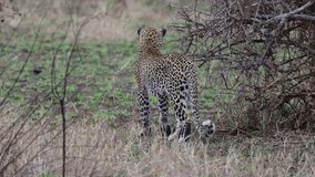 Leopard female on the move in Kruger