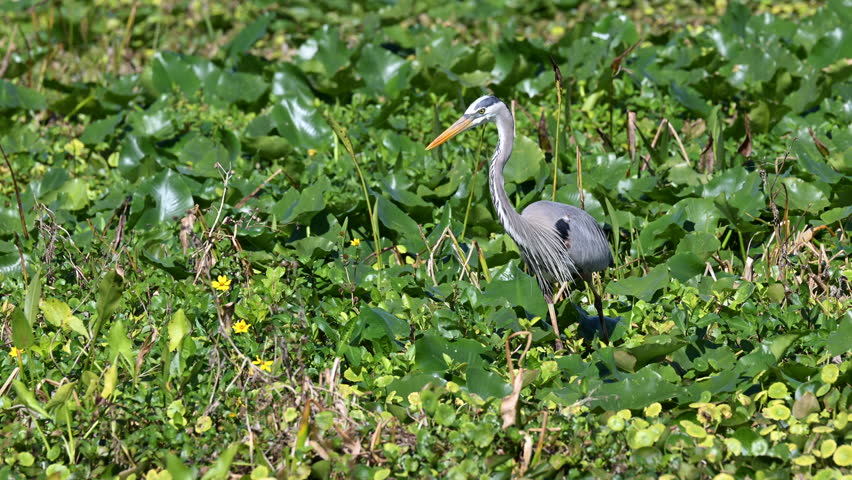 Great blue heron (Ardea herodias)  in breeding plumage walking on waterplants in search of prey.