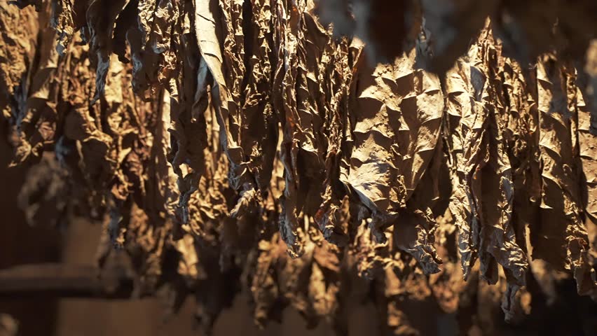 Close up of harvested lighted tobacco leaves hanging on a rope and dried in the shade of a special room. Production of famous handmade cuban cigars on the fabric Royalty-Free Stock Footage #1106658181