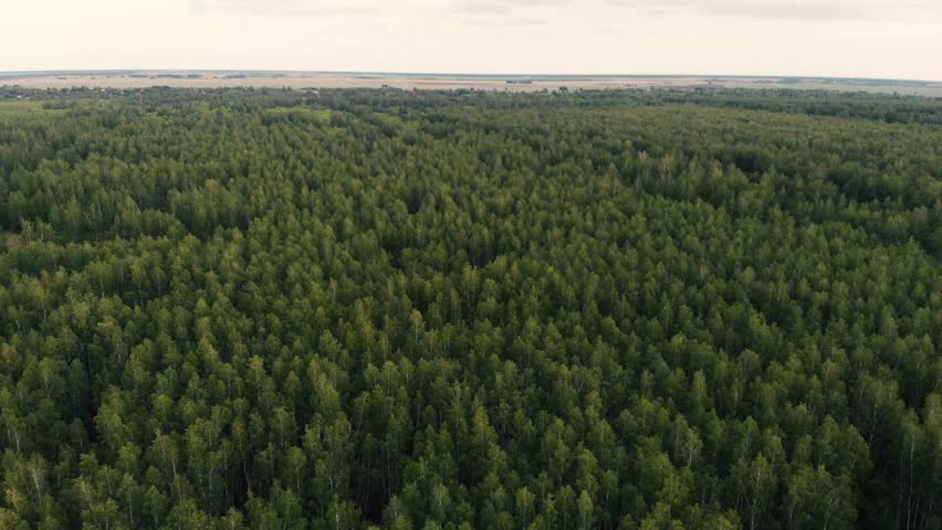 An atmospheric bird's-eye view of a rich, green forest, aerial  Royalty-Free Stock Footage #1106660111
