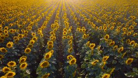 4K Aerial Drone Footage of Sunflowers in a field at sunset. 
Beautiful endless field of blooming sunflowers. Golden sunflowers blooming in the field, a rustic landscape.