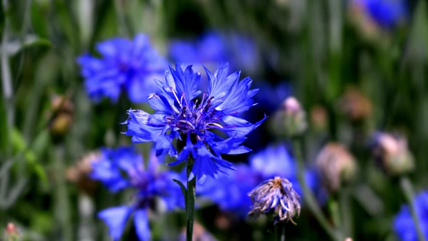 Journey among the cornflowers, the adventures of a curious bee Royalty-Free Stock Footage #1106663779