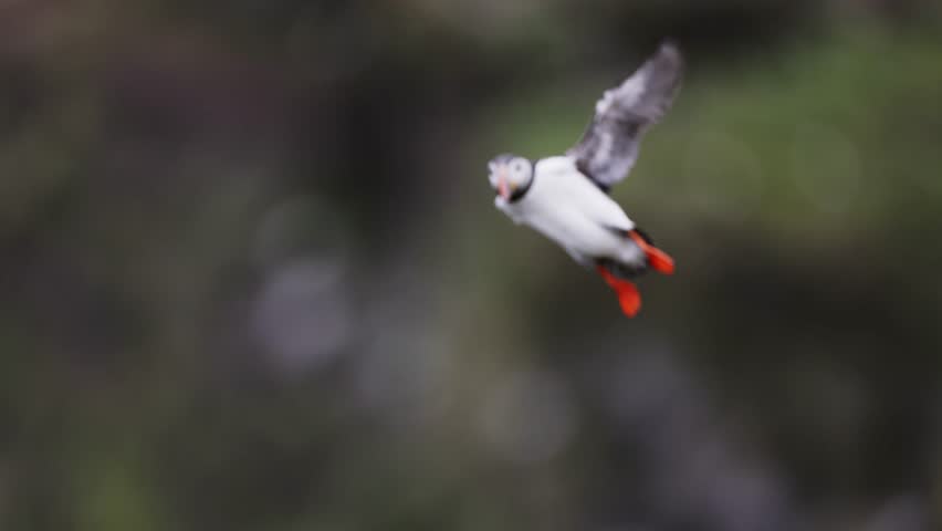 Atlantic puffin landing on the cliff with fish in the beak. Fratercula arctica in flight