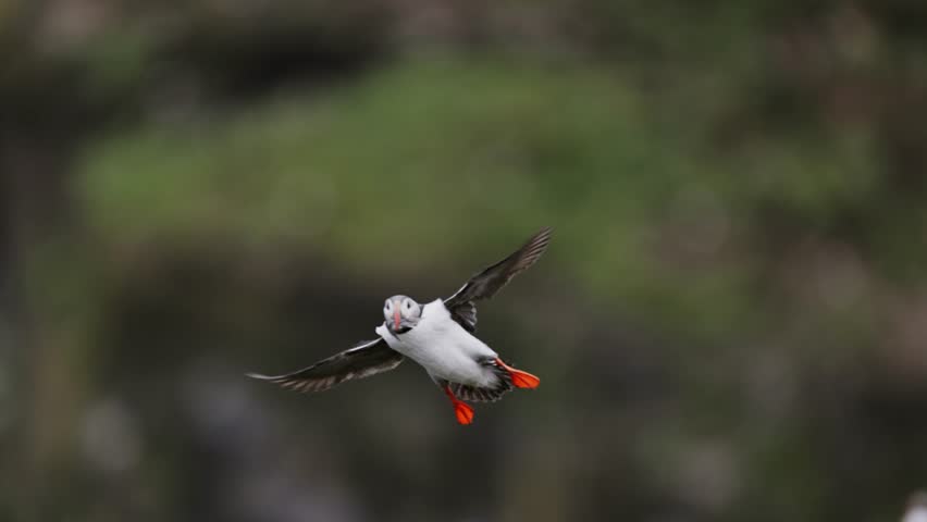 Atlantic puffin landing on the cliff with fish in the beak. Fratercula arctica in flight