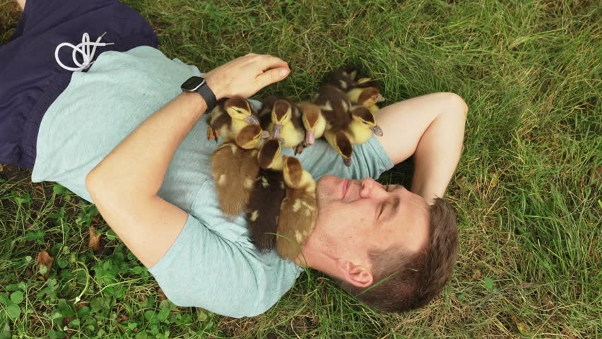 man with ducklings lying on the grass. The concept of love for nature and animals. Vacation in the countryside or on a farm.