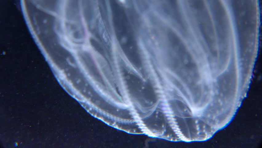 Invasive jellyfish ctenophora (Mnemiopsis leidyi), Black Sea Royalty-Free Stock Footage #1106668347