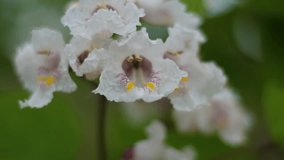 Close-up of a blooming flower with white flowers moving in the wind. Soft selective focus. Videos.