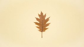 Beautiful autumn leaves of various colors and of different trees change their shape and color. Leaves quickly flicker one after another. Minimal autumn concept. Coming of fall. Stop motion animation. - Powered by Shutterstock - Get 15% off with code: PIKWIZARD15