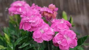 Close up view on gardener watering the carnation plant in the garden. The rain is watering the carnation flowers in the garden. Full HD slow motion flower, garden , rain video. - Powered by Shutterstock - Get 15% off with code: PIKWIZARD15