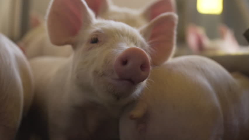 little pork close up to camera and looking Royalty-Free Stock Footage #1106677261