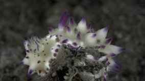Two white nudibranchs lay caviar.
Bumpy Mexichromis (Mexichromis multituberculata) 30 mm. ID: tall conical tubercles with purple tips, often with orange spots near mantle margin.