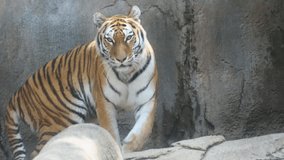 Endangered Amur tiger sightings zoo summer day time walking orange black white 4k video Mammal Russian carnivore 