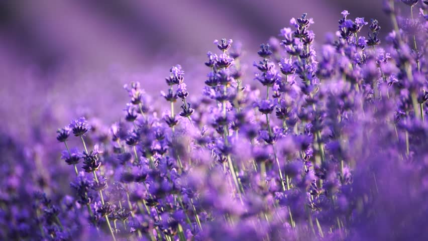 Blooming lavender field. Beautiful purple flowers. Regional organic cultivation. Royalty-Free Stock Footage #1106687749