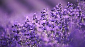 Blooming lavender field. Beautiful purple flowers. Regional organic cultivation. - Powered by Shutterstock - Get 15% off with code: PIKWIZARD15