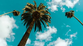 Camera looks up as it moves past rows a palm trees. Aerial vertical, vertical video background. - Powered by Shutterstock - Get 15% off with code: PIKWIZARD15