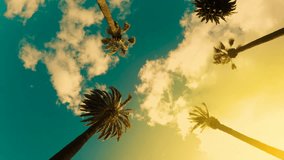 Camera looks up as it moves past rows a palm trees. Aerial vertical, vertical video background. - Powered by Shutterstock - Get 15% off with code: PIKWIZARD15