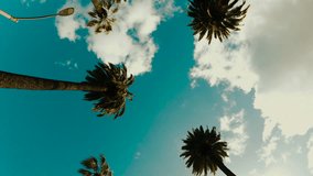 Camera looks up as it moves past rows a palm trees. Aerial vertical, vertical video background. - Powered by Shutterstock - Get 15% off with code: PIKWIZARD15