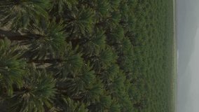 Palm Oil Tree Plantation view from above. Aerial vertical background, vertical video background, vertical video. 