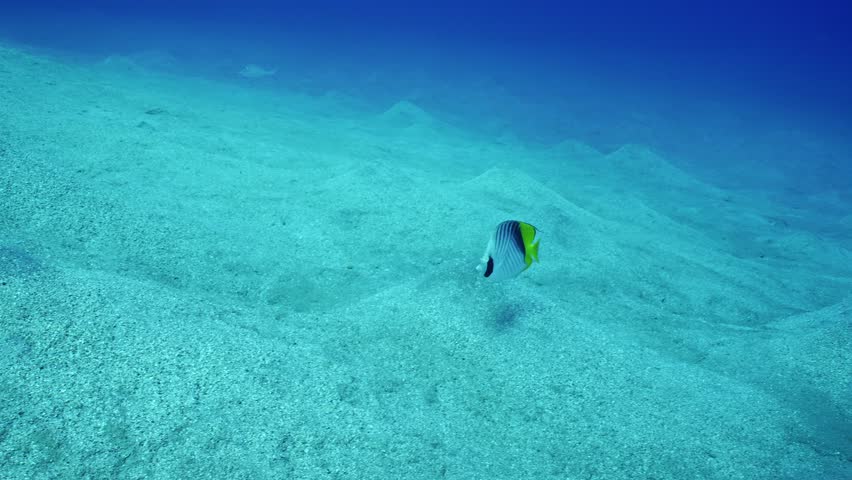 Close-up of Cross Stripe Butterfly or Threadfin Butterflyfish (Chaetodon auriga) swimming fast over sand seabed covered with hills at depth, Slow motion