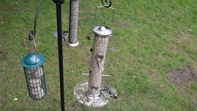 Video of birds eating seeds from a bird feeder in summer in the garden