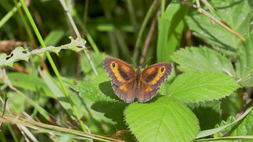 Gatekeeper Buttefly Resting on a Leaf