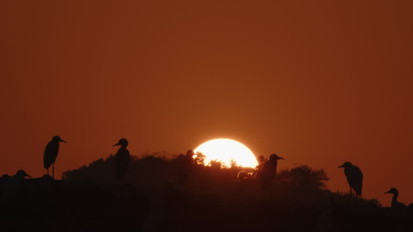 Beautiful silhouettes flock of birds sits and then abruptly flies up in front of a large rising sun disk in slow motion. Cranes and herons take off sharply into air on asian landscape background Royalty-Free Stock Footage #1106696589