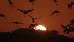 Beautiful silhouettes flock of birds sits and then abruptly flies up in front of a large rising sun disk in slow motion. Cranes and herons take off sharply into air on asian landscape background - Powered by Shutterstock - Get 15% off with code: PIKWIZARD15