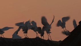 Beautiful silhouettes flock of birds sits and then abruptly flies up in slow motion. Cranes and herons take off sharply into air on asian landscape background - Powered by Shutterstock - Get 15% off with code: PIKWIZARD15