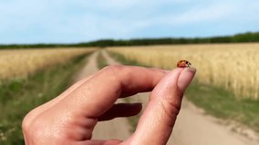 ladybug take off from female hand and fly away over beautiful country side road, yellow field landscape, inspirational beautiful summer vibes video