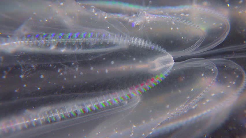 Invasive jellyfish ctenophora (Mnemiopsis leidyi), Black Sea Royalty-Free Stock Footage #1106702965