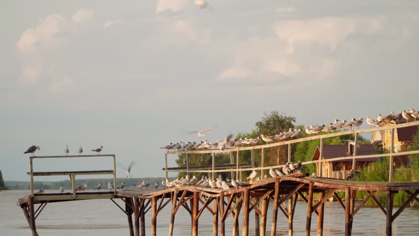 Seagulls sit on the old bridge. Seagulls fly across the lake. A flock of birds on the lake.