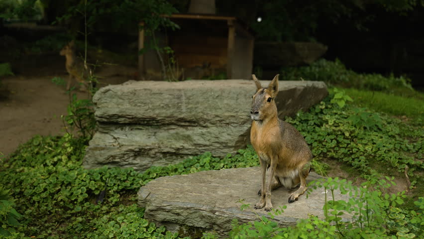 Patagonian Mara sitting quietly inside a human car facility