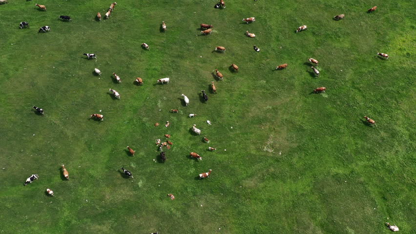 Aerial shot of dairy farm cattle cow herd grazing in lush green meadow, drone pov high angle view Royalty-Free Stock Footage #1106707159