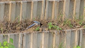 Azure-winged magpie, Cyanopica cyanus, bird foraging small insects in grass jumping and searching - Powered by Shutterstock - Get 15% off with code: PIKWIZARD15