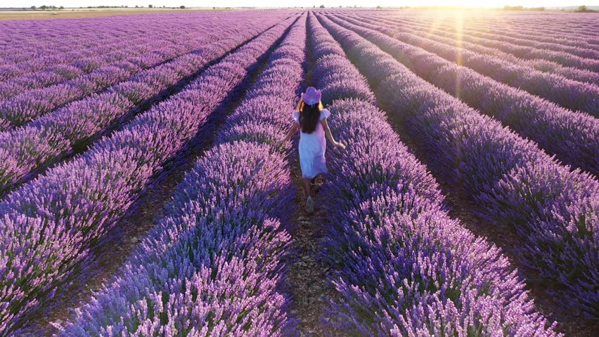 Teen girl walks by blooming lavender fields with blue lavender flowers in summer day. Farm for the production of lavender oil. Aerial view from a drone.