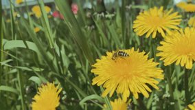 Bee pollinating dandelion flowers on a lawn near the street in the city. Slow motion video. . High quality 4k footage