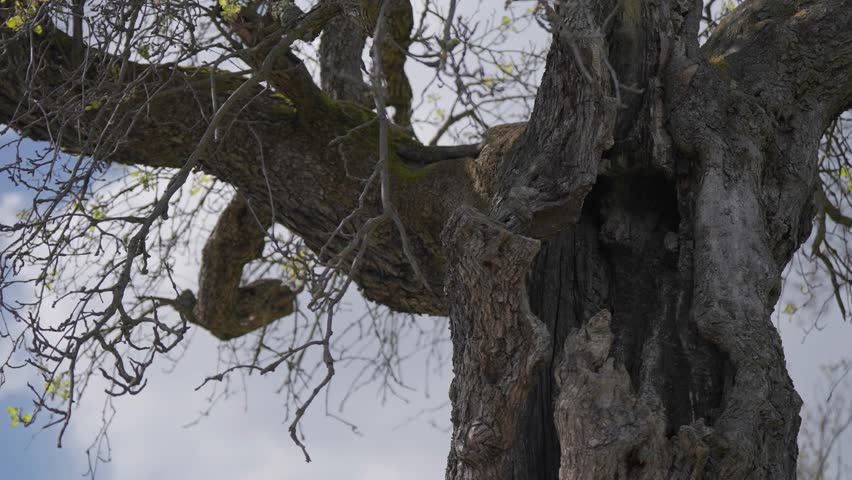 Twisted and cracked hollow trunk of the dead tree. Thin twisted branches spread to the sides. White clouds above. SLow-motion, close-up parallax shot.